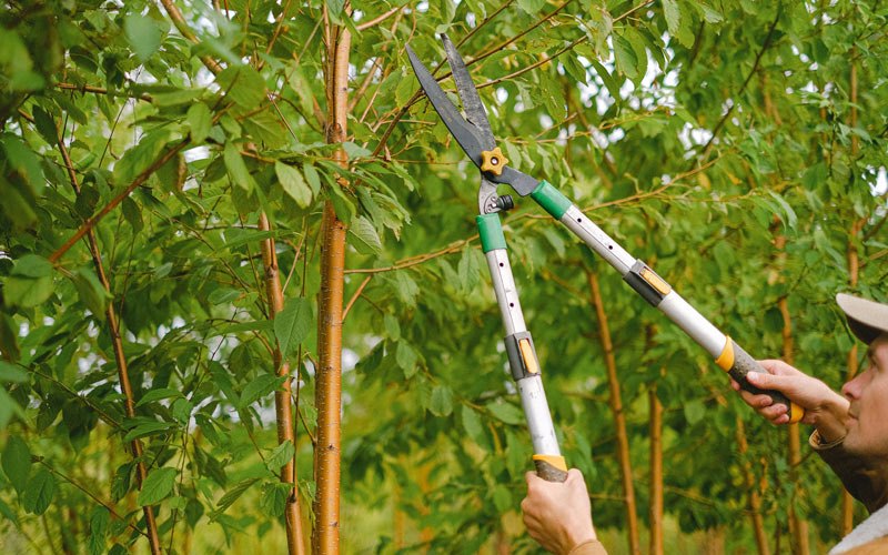 Tree trimming in Sergeant Bluff, IA